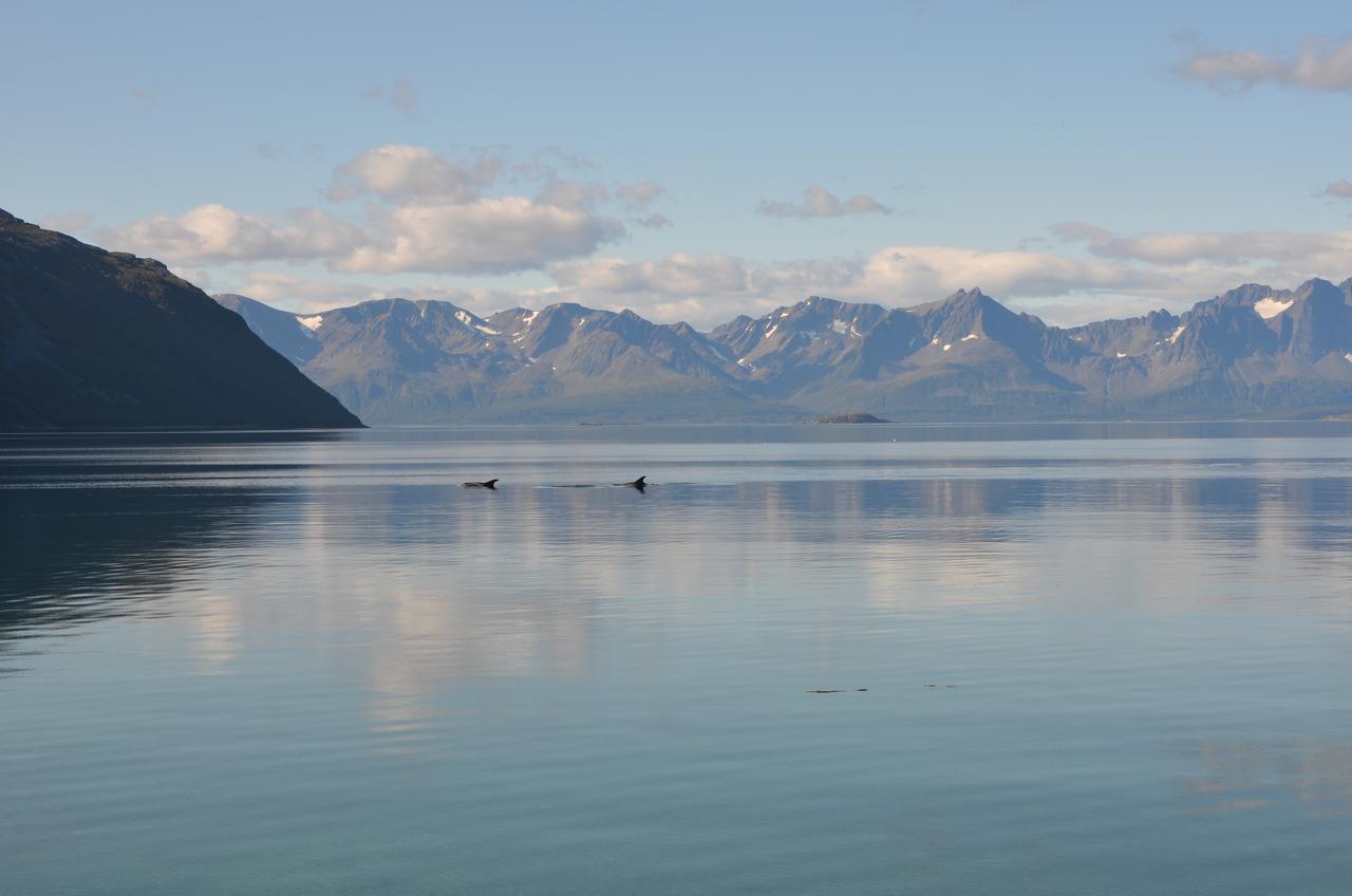 Arctic Fjordcamp Hotel Burfjord Kültér fotó